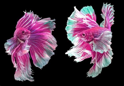 rare betta fish for sale|Unveiling The Rarest Betta Fish: Types, Characteristics, And .